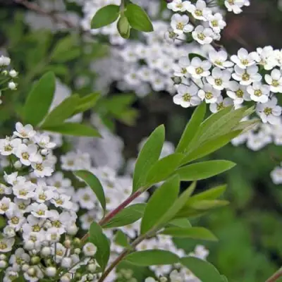 Спирея АРГУТА в Бобруйске