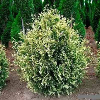 Туя ГОЛД ПЕРЛ западная в Бобруйске