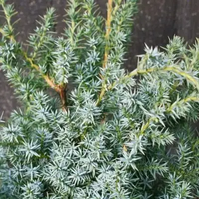 Можжевельник БЛЮ АЛЬПС китайский  в Бобруйске