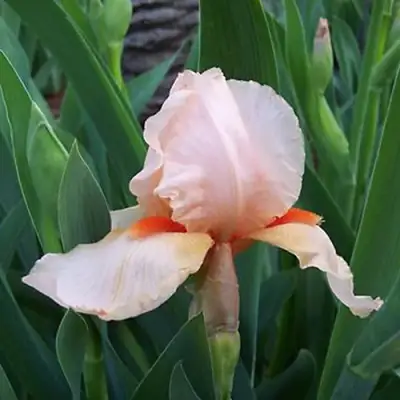 Ирис ПАТИ ДРЕСС бородатый в Бобруйске