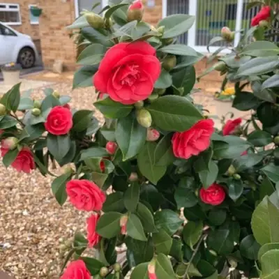 Камелия ЛЕДИ КЭМПБЕЛЛ в Бобруйске