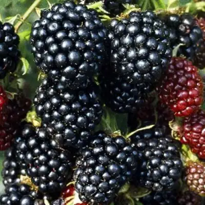 Ежевика ЭВЕРГРИН бесшипная  в Бобруйске