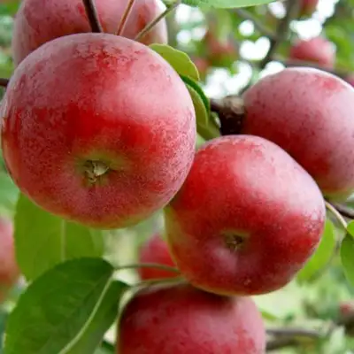 Яблоня ПОСПЕХ в Бобруйске