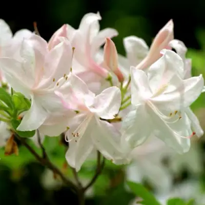 Азалия УАЙТ ЛАЙТС листопадная в Бобруйске