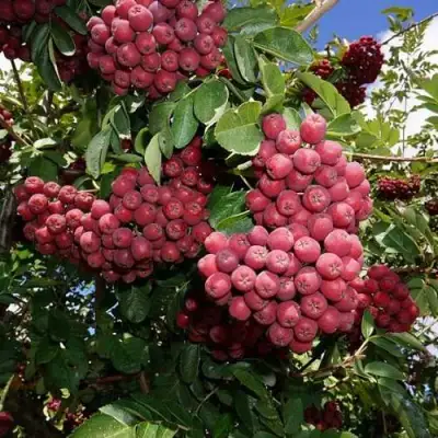 Рябина ТИТАН сладкоплодная  в Бобруйске