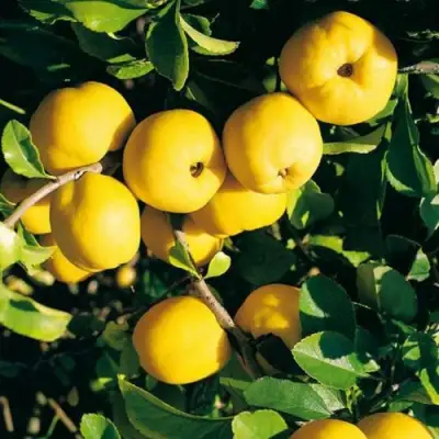 Айва ЦЕЗАРЬ в Бобруйске