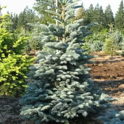 Пихта благородная в Бобруйске