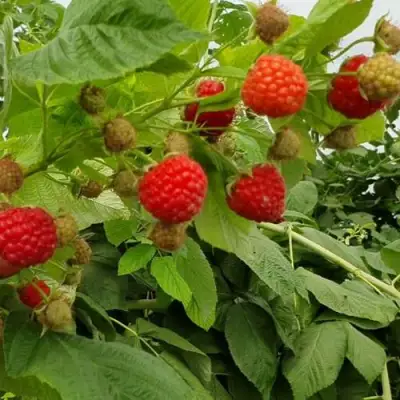 Малина КВЕЛЛИ в Бобруйске