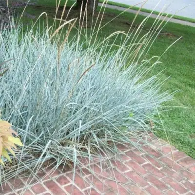 Элимус БЛЮ ДЮН песчаный в Бобруйске