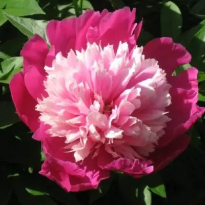 Пион КАПЛЯ РОСЫ травянистый в Бобруйске