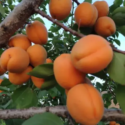 Абрикос ГОЛД РИЧ в Бобруйске