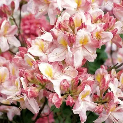 Азалия САТОМИ японская в Бобруйске