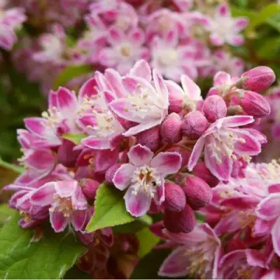 Дейция СТРОБЕРРИ ФИЛДС  в Бобруйске