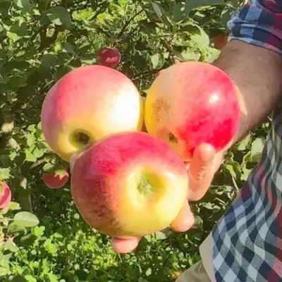 Яблоня КУЛИКОВСКОЕ в Бобруйске