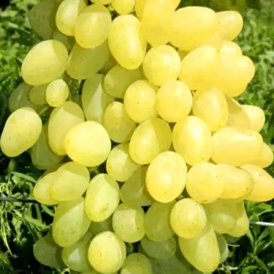 Виноград ЗАРНИЦА в Бобруйске