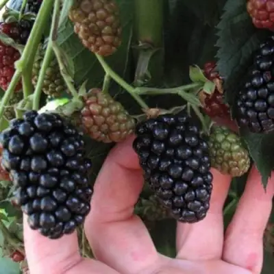 Ежевика НЕБЕСА МОГУТ ПОДОЖДАТЬ бесшипная  в Бобруйске