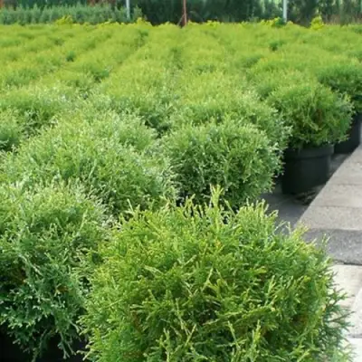 Туя ТИНИ ТИМ западная в Бобруйске