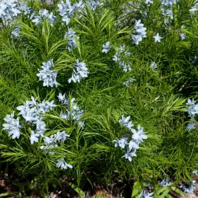 Амсония РЕСНИТЧАТАЯ в Бобруйске