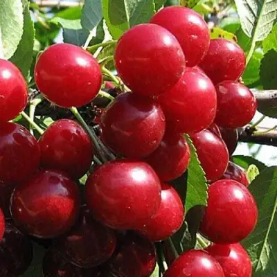 Вишня ГЛУБОКСКАЯ в Бобруйске