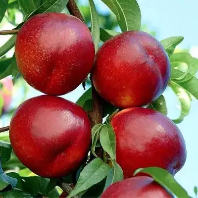 Нектарин БИГ-ТОП в Бобруйске