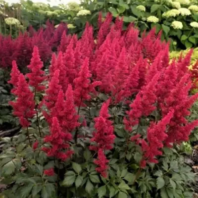 Астильба ФАНАЛ в Бобруйске