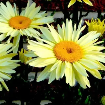 Нивяник БРОДВЕЙ ЛАЙТС великолепный в Бобруйске