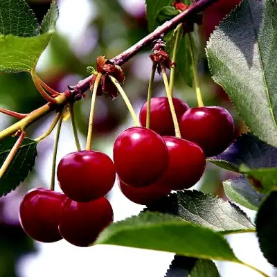 Вишня РИВАЛ в Бобруйске