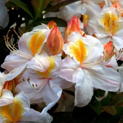 Азалия СИЛЬВЕР СЛИППЕР листопадная в Бобруйске