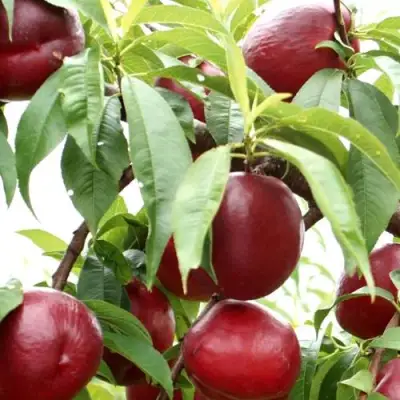 Нектарин ФАНТАЗИЯ в Бобруйске