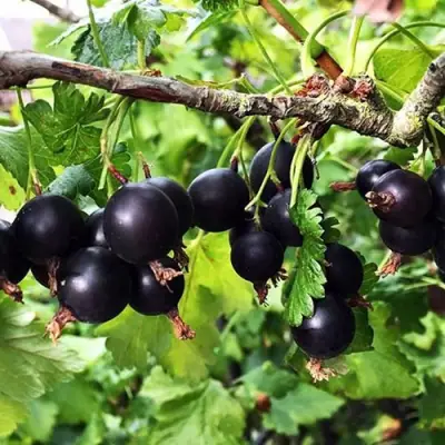 Йошта КРЫМСКАЯ в Бобруйске