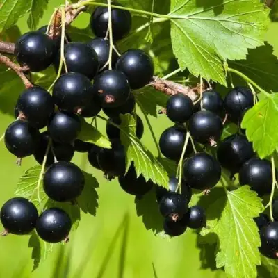 Смородина чёрная БЕЛОРУССКАЯ СЛАДКАЯ в Бобруйске