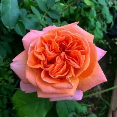 Роза РЕНЕ ГОССИНИ чайно-гибридная в Бобруйске