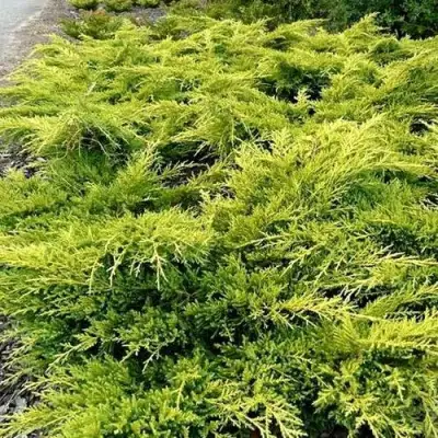 Можжевельник ОЛД ГОЛД средний в Бобруйске