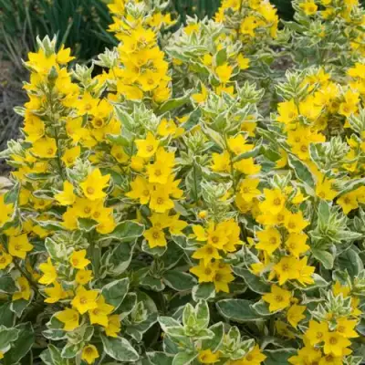 Вербейник АЛЕКСАНДР точечный в Бобруйске