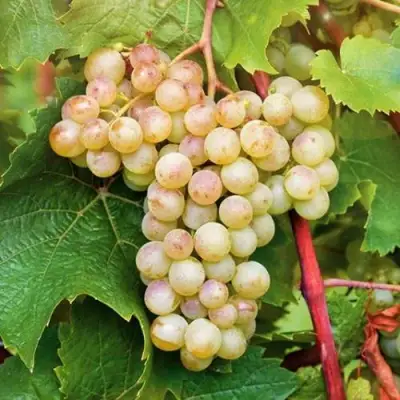 Виноград КРИСТАЛЛ в Бобруйске