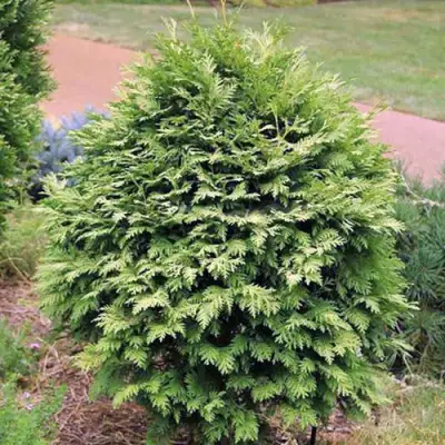 Туя ВАРЕАНА ЛЮТЕСЦЕНС западная в Бобруйске