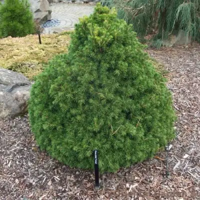 Ель ТОМПА обыкновенная в Бобруйске