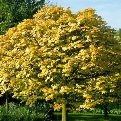 Клен ложноплатановый в Бобруйске