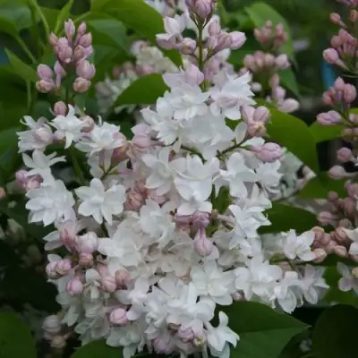 Сирень КРАСАВИЦА МОСКВЫ в Бобруйске