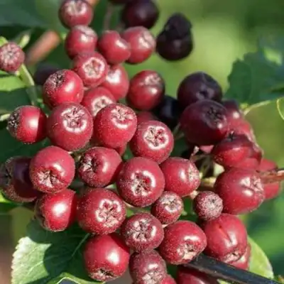 Рябина БУРКА сладкоплодная в Бобруйске