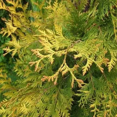 Туя ГОЛДЕН БРАБАНТ западная в Бобруйске