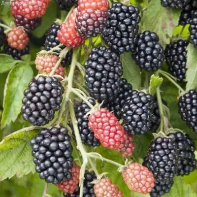 Ежевика НЕБЕСА МОГУТ ПОДОЖДАТЬ бесшипная  в Бобруйске