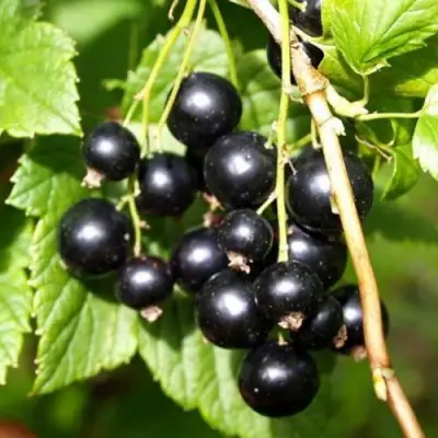 Смородина чёрная ПАМЯТЬ ВАВИЛОВА в Бобруйске