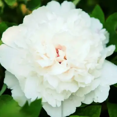 Пион СНЕЖНАЯ КРЕПОСТЬ древовидный в Бобруйске