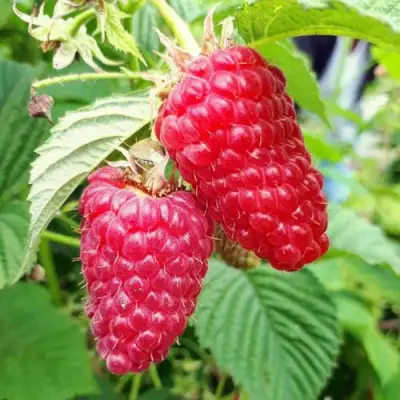 Малина ПШЕХИБА в Бобруйске