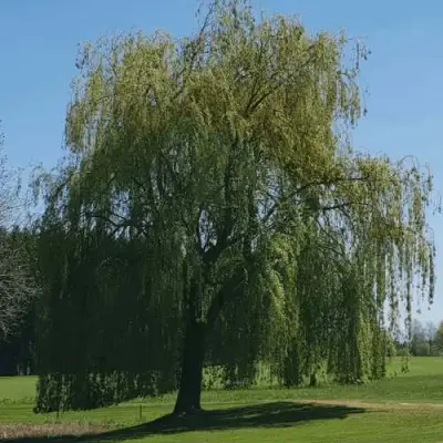 Ива белая в Бобруйске