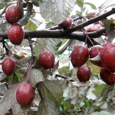 Слива НИГРА растопыреная в Бобруйске