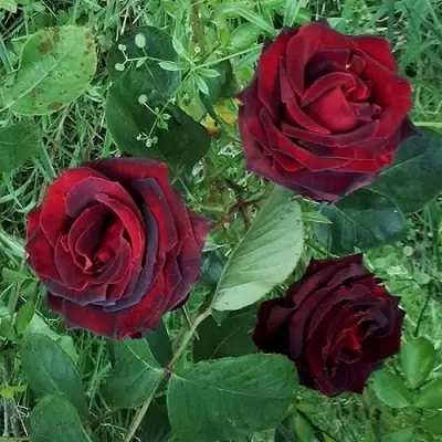 Роза ПАПА МЕЙЯН чайно-гибридная в Бобруйске