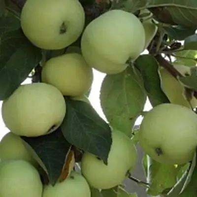 Яблоня ПАПИРОВКА в Бобруйске