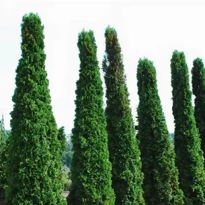 Туя ДЕГРУТ СПАЙР западная в Бобруйске